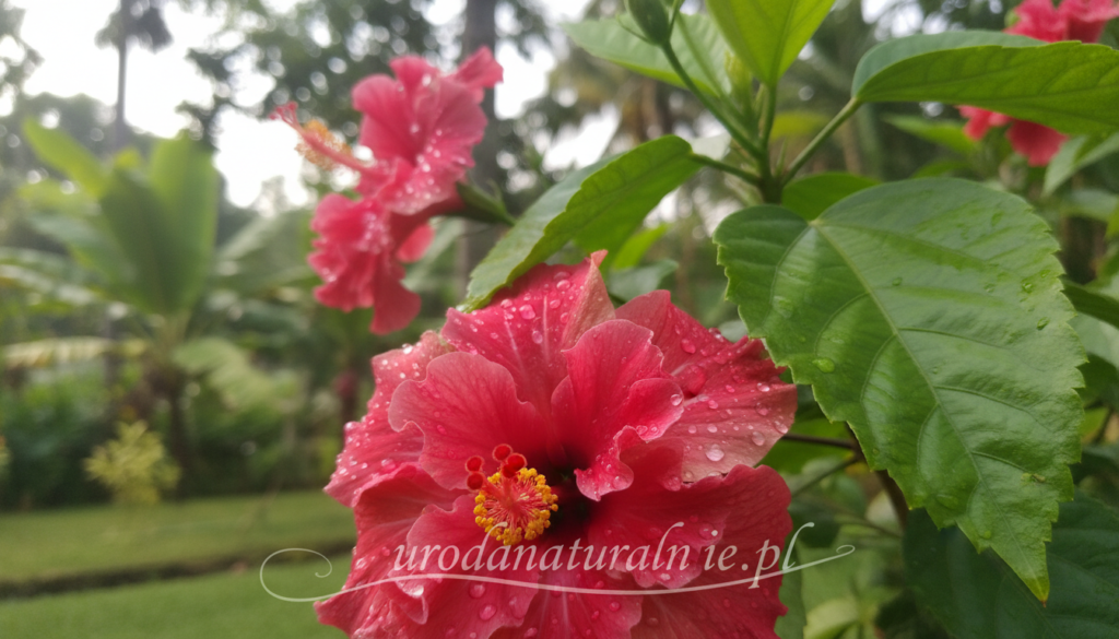 A close-up view of vibrant hibiscus flowers showcasing their intricate petals, rich red and deep pink hues, and delicate texture. In the foreground, focus on droplets of water glistening on the petals, symbolizing freshness and vitality. The middle ground features lush green leaves, enhancing the natural beauty of the hibiscus while adding depth to the scene. In the background, softly blurred hints of a tropical garden create a serene atmosphere, bathed in soft natural lighting that highlights the colors and details. Capture this composition with a macro lens, emphasizing the beauty of the flowers. The mood should be calming and uplifting, reflecting the benefits of hibiscus for skin and hair health. Include the brand "urodanaturalnie.pl" subtly integrated within the botanical imagery. A close-up view of vibrant hibiscus flowers showcasing their intricate petals, rich red and deep pink hues, and delicate texture. In the foreground, focus on droplets of water glistening on the petals, symbolizing freshness and vitality. The middle ground features lush green leaves, enhancing the natural beauty of the hibiscus while adding depth to the scene. In the background, softly blurred hints of a tropical garden create a serene atmosphere, bathed in soft natural lighting that highlights the colors and details. Capture this composition with a macro lens, emphasizing the beauty of the flowers. The mood should be calming and uplifting, reflecting the benefits of hibiscus for skin and hair health. Include the brand "urodanaturalnie.pl" subtly integrated within the botanical imagery.